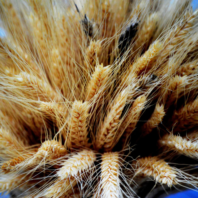 "Wheat" by Amit Mendelsohn - £50.00 "Wheat" stock image