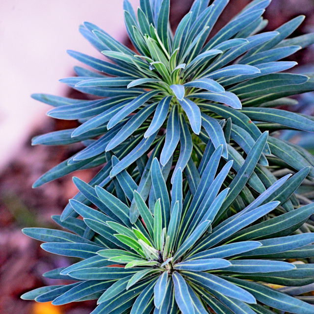 "A common plant" by Amit Mendelsohn - £50.00 "A common plant" stock image