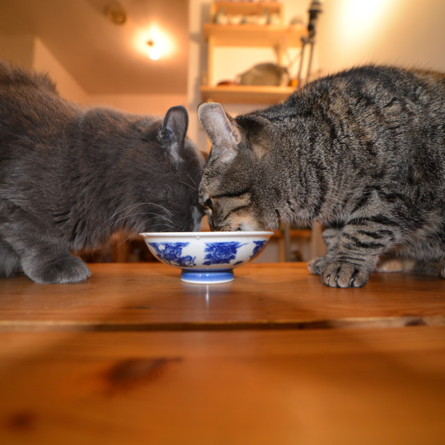 "Sharing" by Amit Mendelsohn - $49.80 "Sharing" stock image