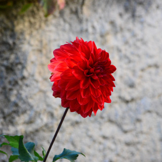 "Dahlia" by Amit Mendelsohn - $49.80 "Dahlia" stock image