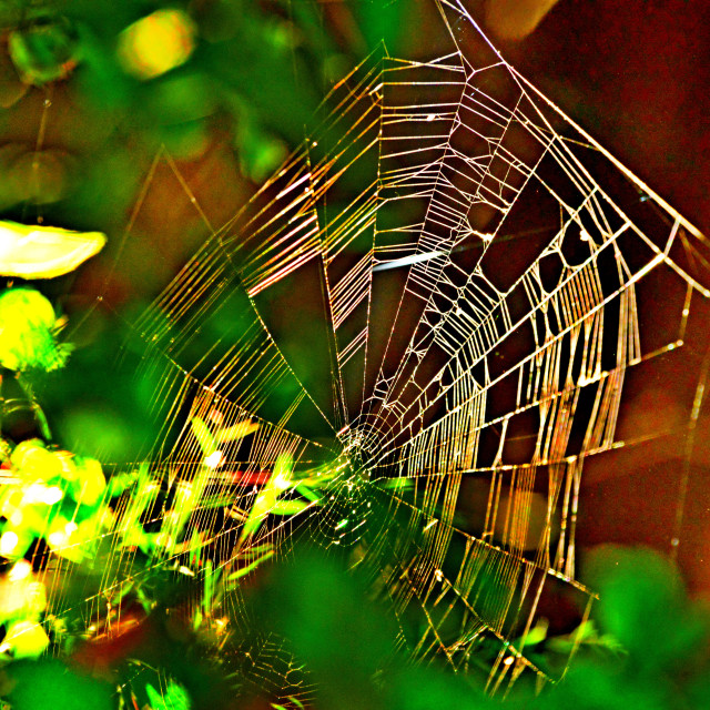 "A spider web" by Amit Mendelsohn - $49.80 "A spider web" stock image