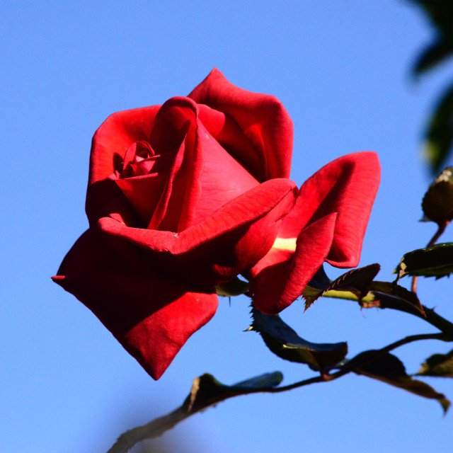 "A red rose" by Amit Mendelsohn - $49.42 "A red rose" stock image