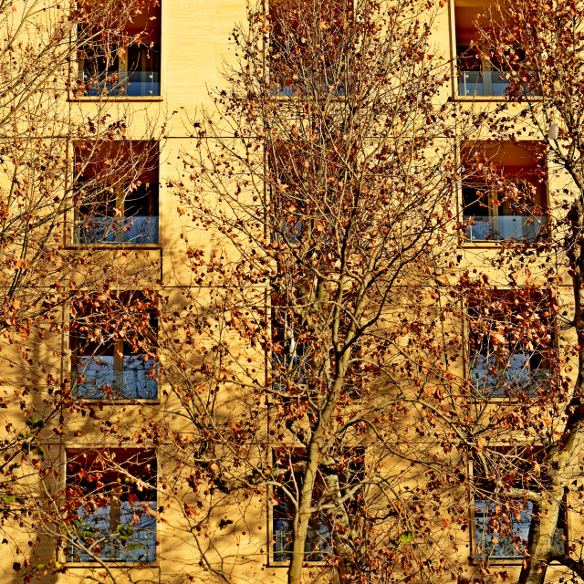 "Trees in front of a building" by Amit Mendelsohn - $49.42 "Trees in front of a building" stock image
