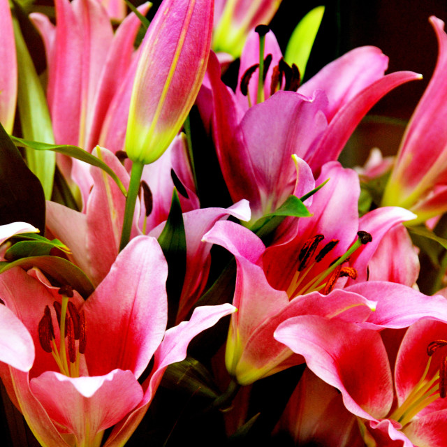 "Lily" by Amit Mendelsohn - $49.42 "Lily" stock image