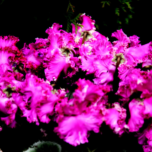 "A pink Cyclamen" by Amit Mendelsohn - $49.42 "A pink Cyclamen" stock image