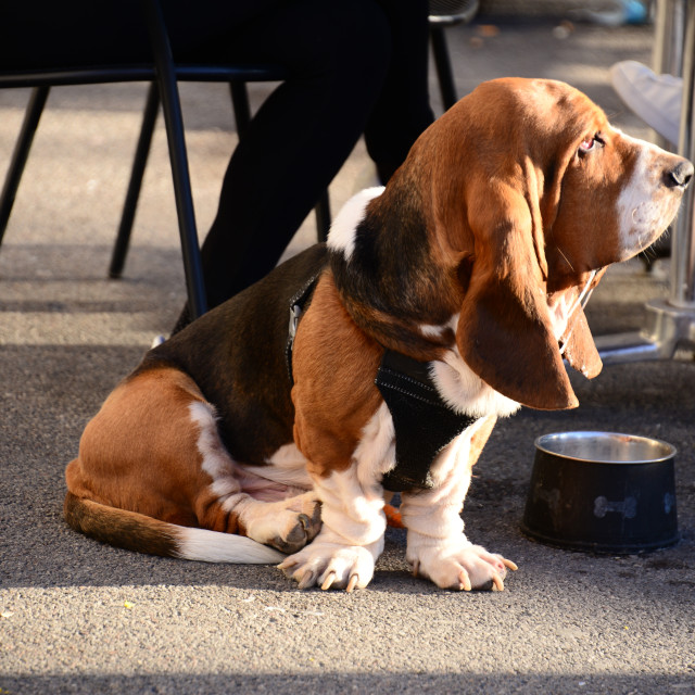 "A hush puppy" by Amit Mendelsohn - $49.42 "A hush puppy" stock image