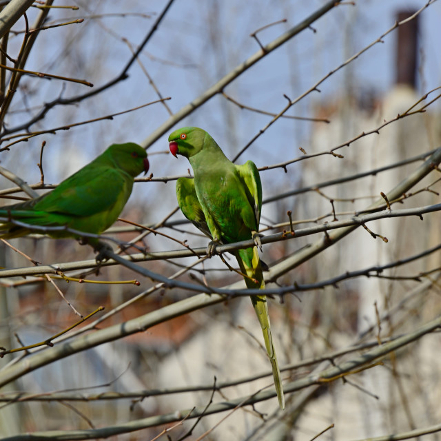 "Green parrot 1" by Amit Mendelsohn - $49.42 "Green parrot 1" stock image