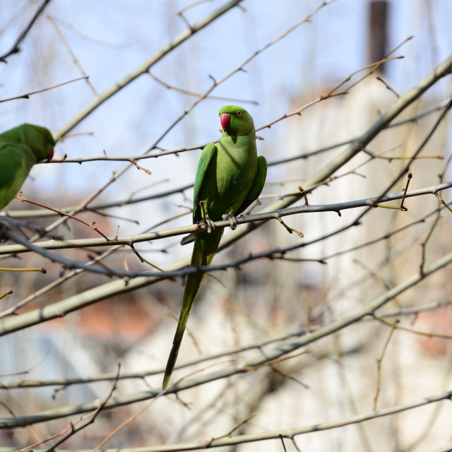 "Green parrot 1" by Amit Mendelsohn - £50.00 "Green parrot 1" stock image