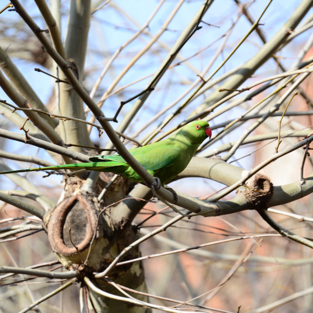 "A green parrot 2" by Amit Mendelsohn - £50.00 "A green parrot 2" stock image