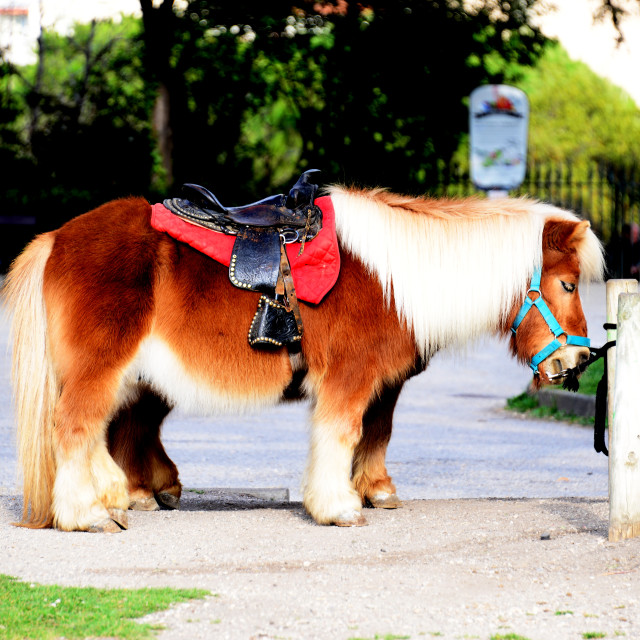 "A pony" by Amit Mendelsohn - £50.00 "A pony" stock image