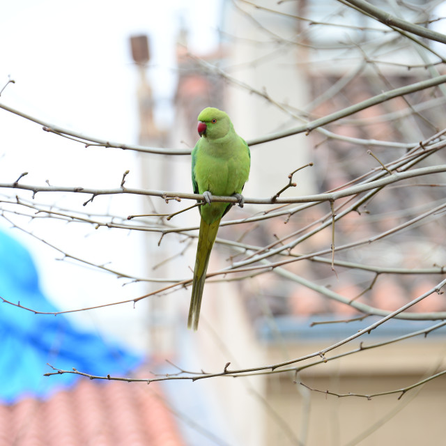 "a green parrot 3" by Amit Mendelsohn - £50.00 "a green parrot 3" stock image