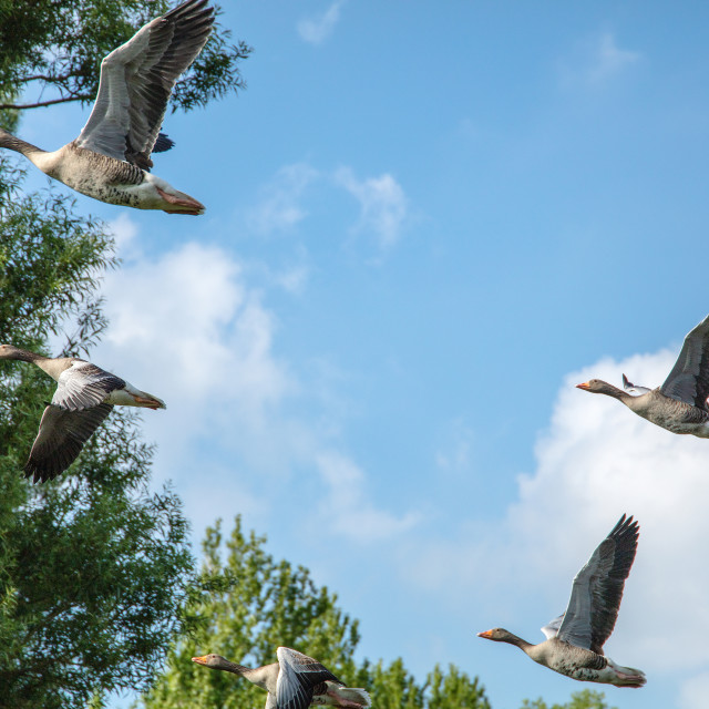 "Flying geese" by LYDIBERN.ART - £15.00 "Flying geese" stock image