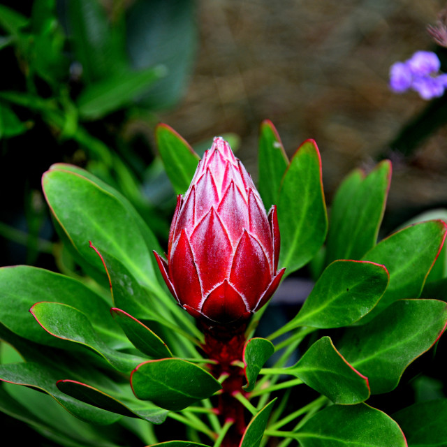 "Will be opened soon - Protea" by Amit Mendelsohn - £50.00 "Will be opened soon - Protea" stock image