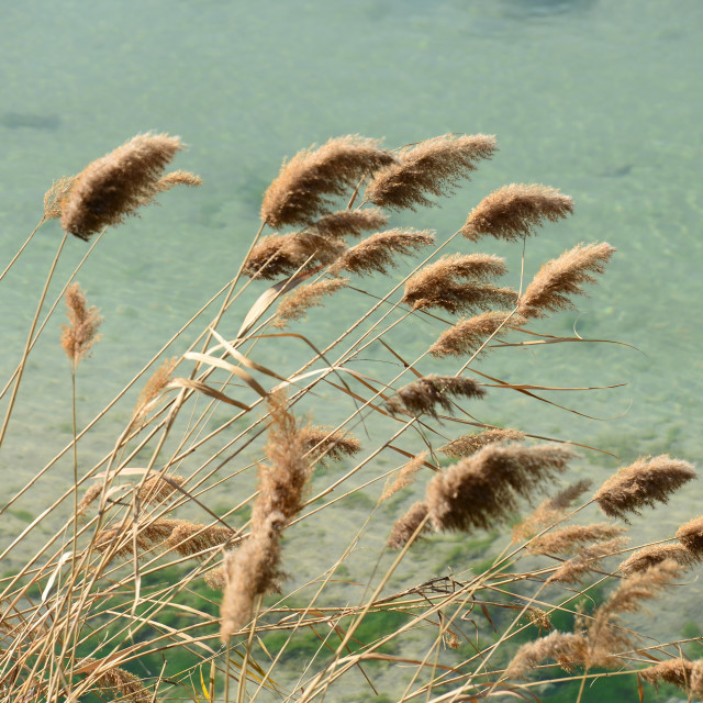 "on the river bank" by Amit Mendelsohn - £50.00 "on the river bank" stock image