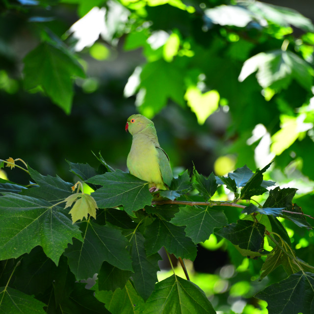 "A green parrot 4" by Amit Mendelsohn - £50.00 "A green parrot 4" stock image