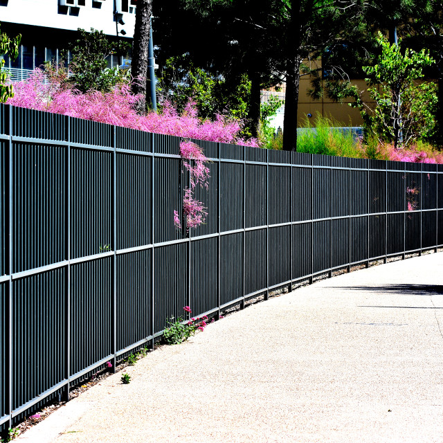 "A rounded fence with flowers" by Amit Mendelsohn - £50.00 "A rounded fence with flowers" stock image