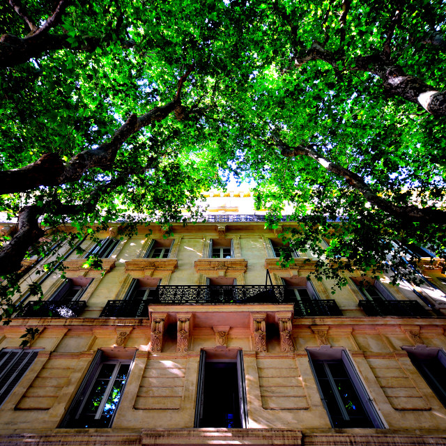 "Framed by the trees" by Amit Mendelsohn - £50.00 "Framed by the trees" stock image