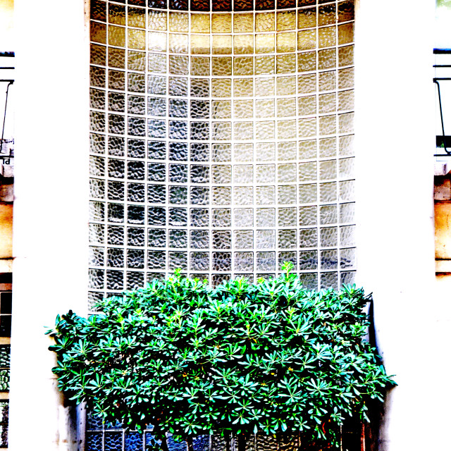 "A glass wall with a tree" by Amit Mendelsohn - £50.00 "A glass wall with a tree" stock image