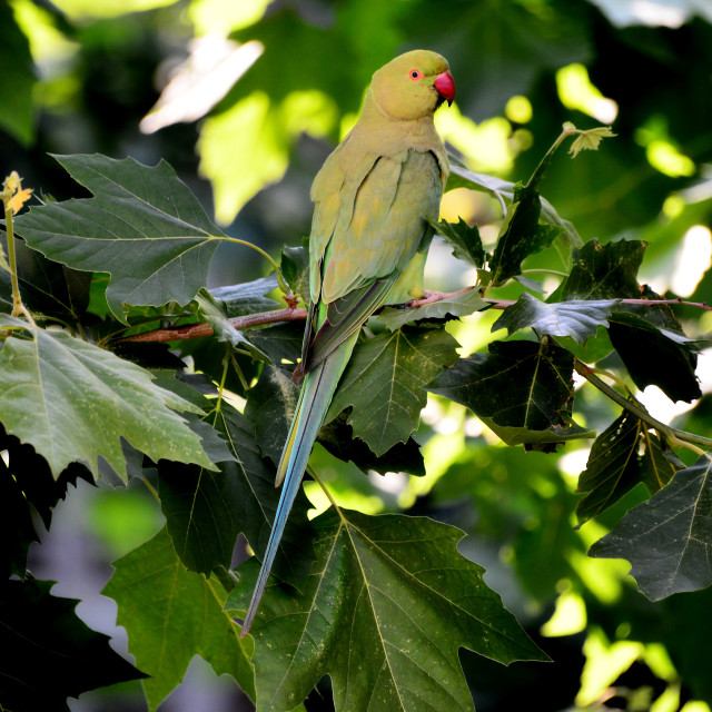 "A green parrot 5" by Amit Mendelsohn - $49.80 "A green parrot 5" stock image