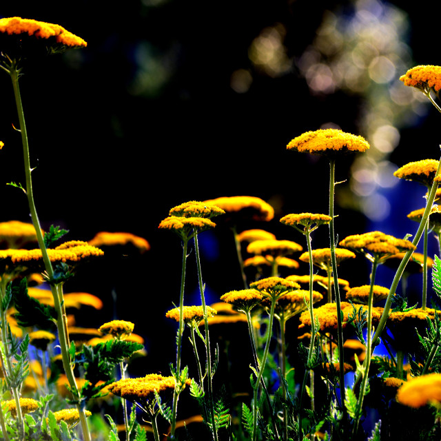 "Yellow flowers" by Amit Mendelsohn - $49.80 "Yellow flowers" stock image