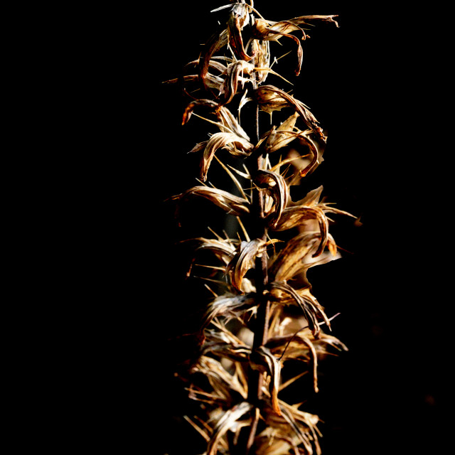 "Drying up beautifully" by Amit Mendelsohn - £50.00 "Drying up beautifully" stock image