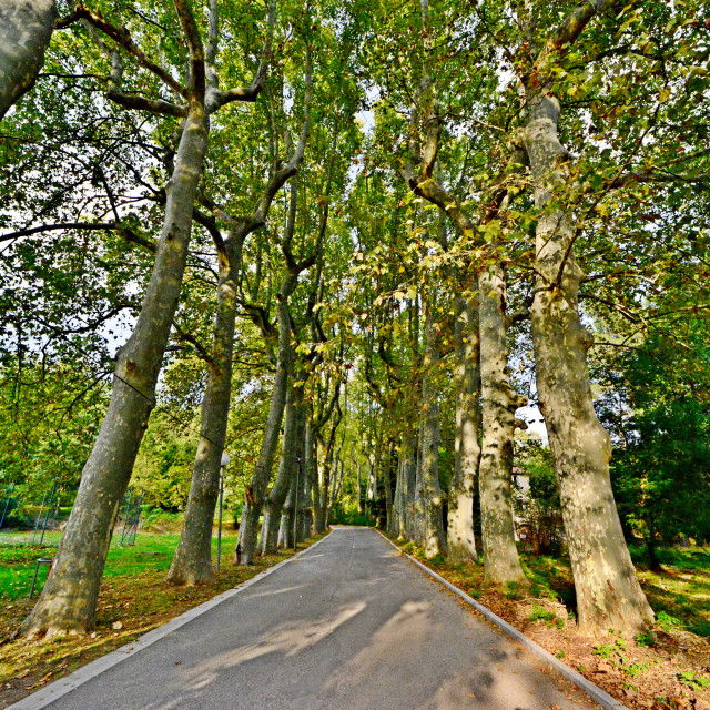 "A passage in the woods" by Amit Mendelsohn - $50.52 "A passage in the woods" stock image