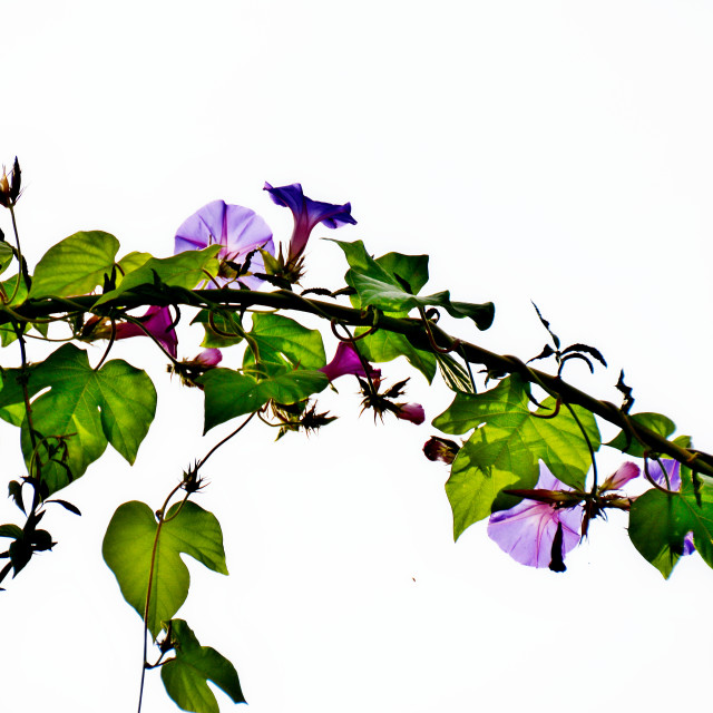 "A branch" by Amit Mendelsohn - $50.52 "A branch" stock image