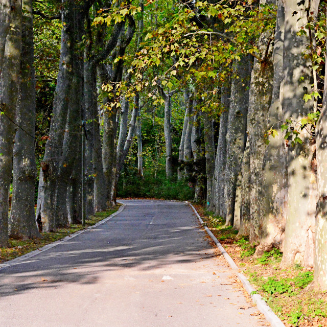 "A passage in the woods" by Amit Mendelsohn - $50.52 "A passage in the woods" stock image