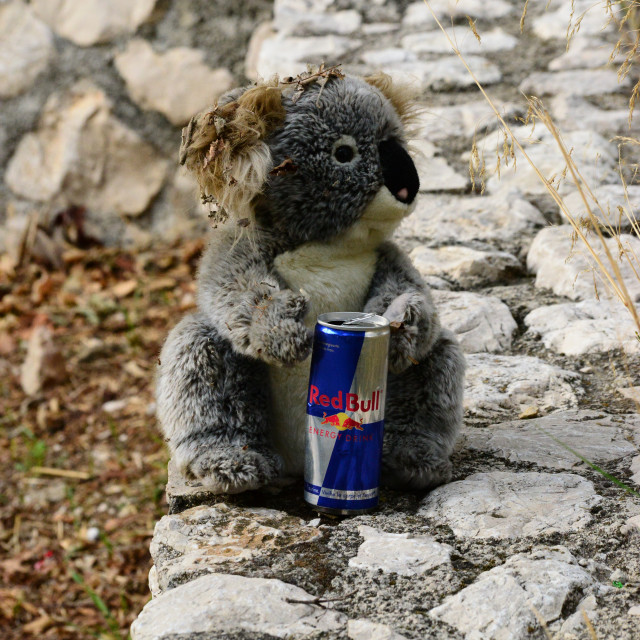 "A koala drinking problem" by Amit Mendelsohn - $50.52 "A koala drinking problem" stock image