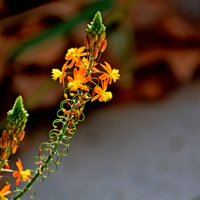 "Bulbine" by Amit Mendelsohn - $50.52 "Bulbine" stock image