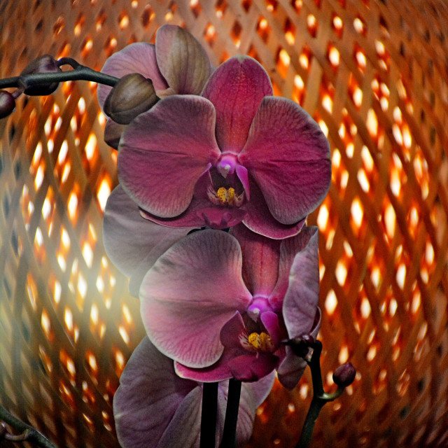 "Orchid with a lamp behind" by Amit Mendelsohn - $50.52 "Orchid with a lamp behind" stock image