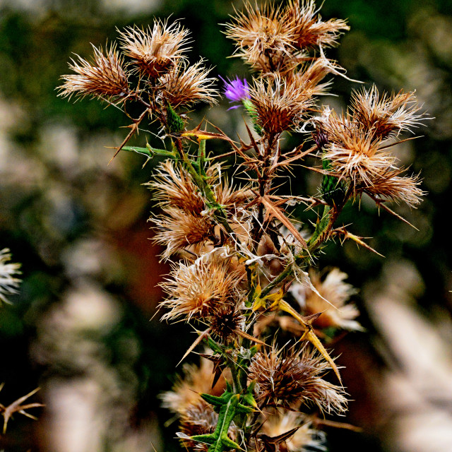 "A dry thorn" by Amit Mendelsohn - £50.00 "A dry thorn" stock image