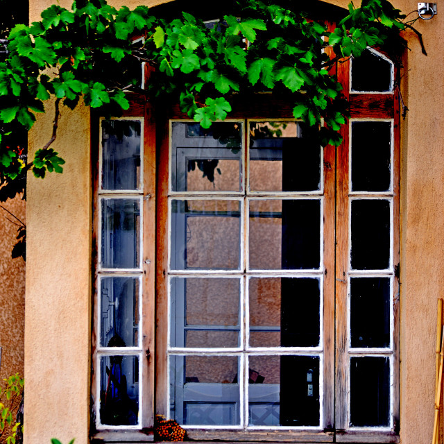 "A window with a plant" by Amit Mendelsohn - £50.00 "A window with a plant" stock image