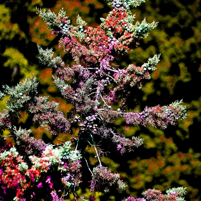 "A tree loaded with colours" by Amit Mendelsohn - £50.00 "A tree loaded with colours" stock image