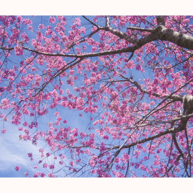 "Pink Blossom" stock image