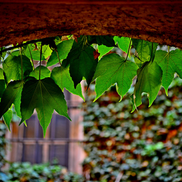 "Leaves on top" by Amit Mendelsohn - £50.00 "Leaves on top" stock image