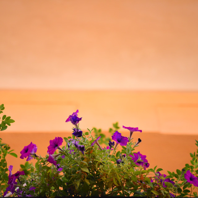 "Purple on Orange" by Amit Mendelsohn - £50.00 "Purple on Orange" stock image