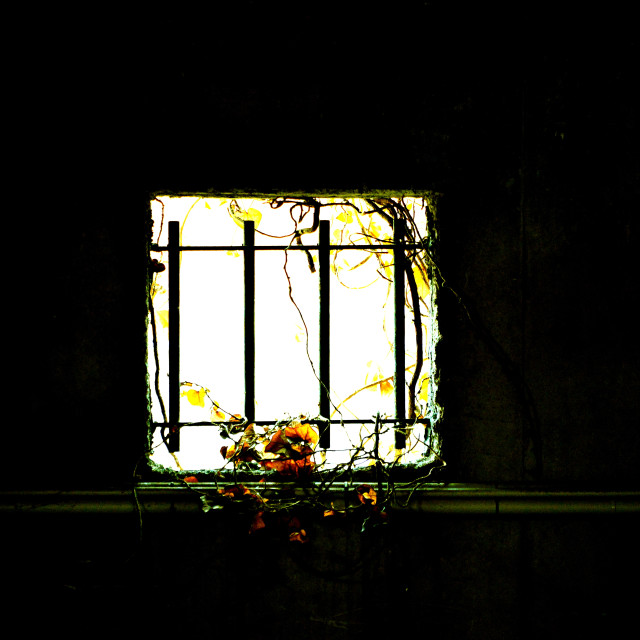 "A plant on a window" by Amit Mendelsohn - £50.00 "A plant on a window" stock image