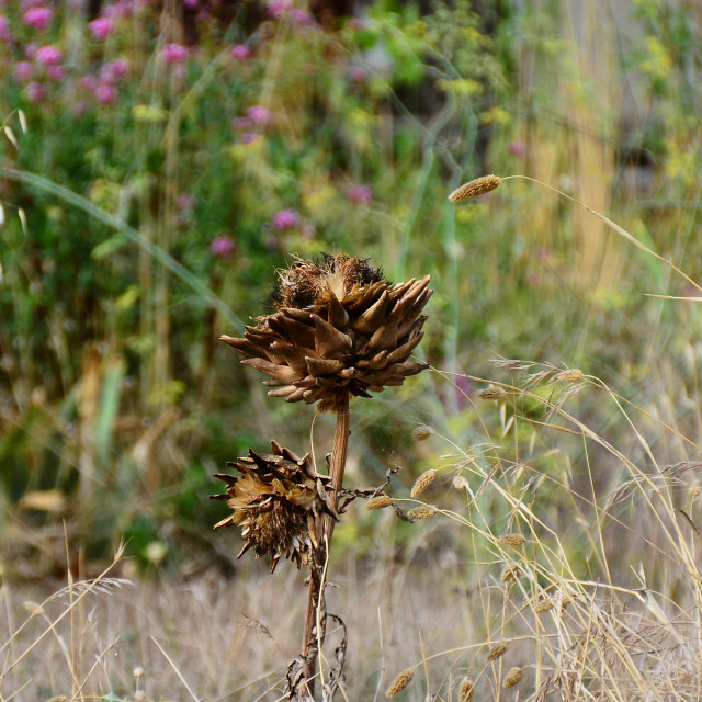 "Even plants get old" by Amit Mendelsohn - £50.00 "Even plants get old" stock image