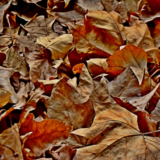 "Leaves in the Autumn" by Amit Mendelsohn - £50.00 "Leaves in the Autumn" stock image