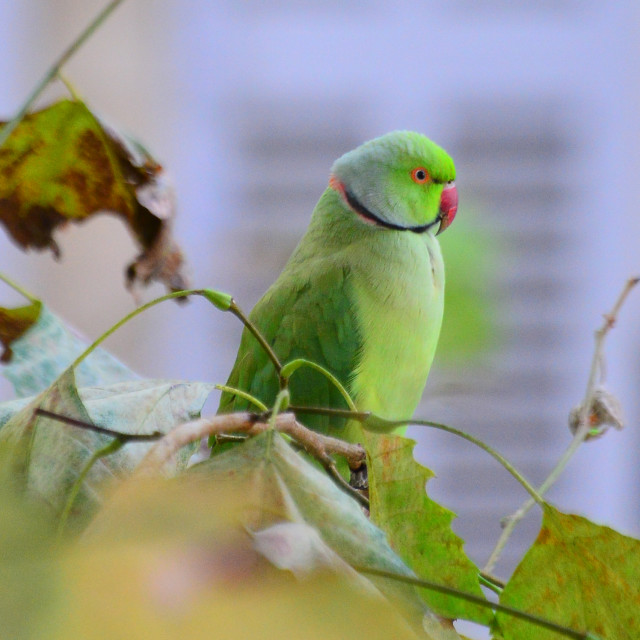 "A green parrot 5" by Amit Mendelsohn - £50.00 "A green parrot 5" stock image