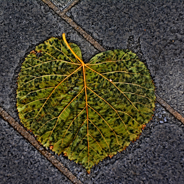 "A leaf on the wet floor" by Amit Mendelsohn - £50.00 "A leaf on the wet floor" stock image