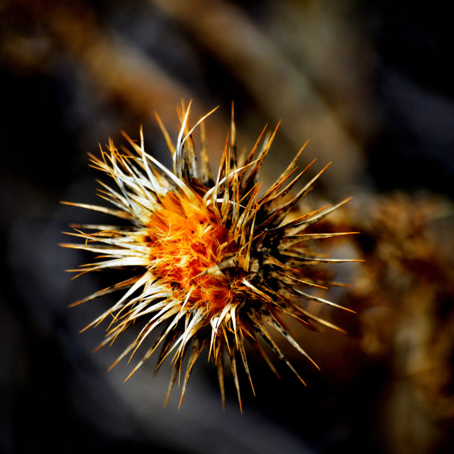 "A thorn" by Amit Mendelsohn - £50.00 "A thorn" stock image