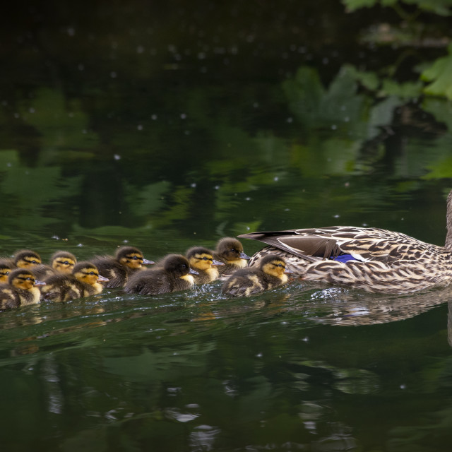 "Mallard Duck and Ducklings" by Bobb Strongman - £20.00 "Mallard Duck and Ducklings" stock image