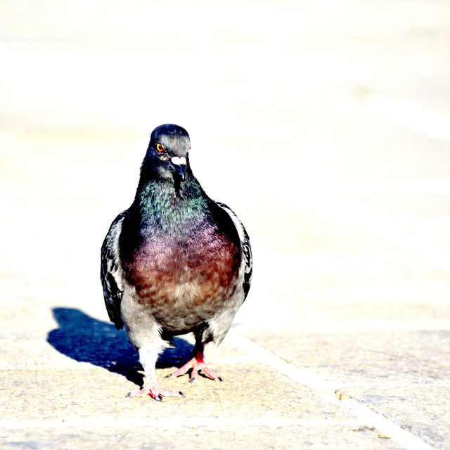 "A pigeon strolling" by Amit Mendelsohn - £50.00 "A pigeon strolling" stock image