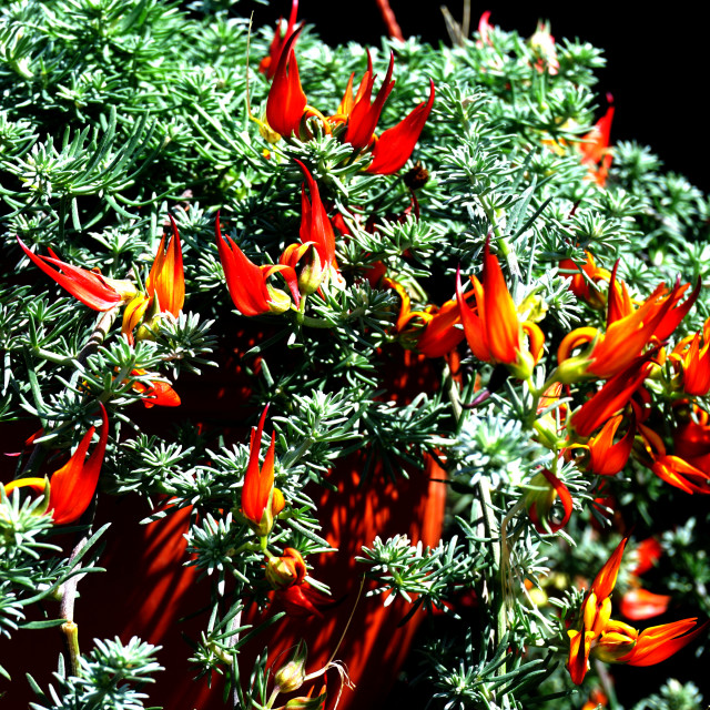 "Flowers time" by Amit Mendelsohn - £50.00 "Flowers time" stock image