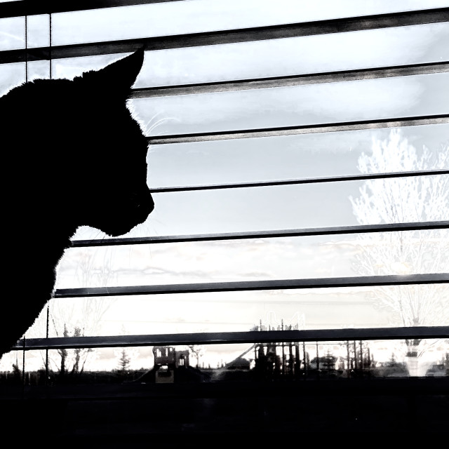 "Cat silhouette watching the world" stock image