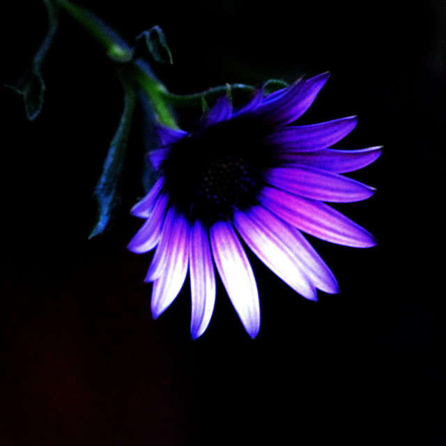 "A violet flower" by Amit Mendelsohn - £50.00 "A violet flower" stock image