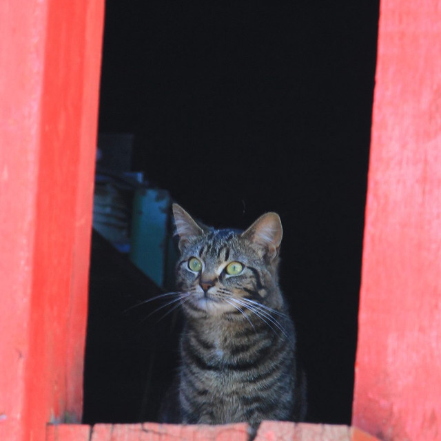 "Watching from the Barn" stock image