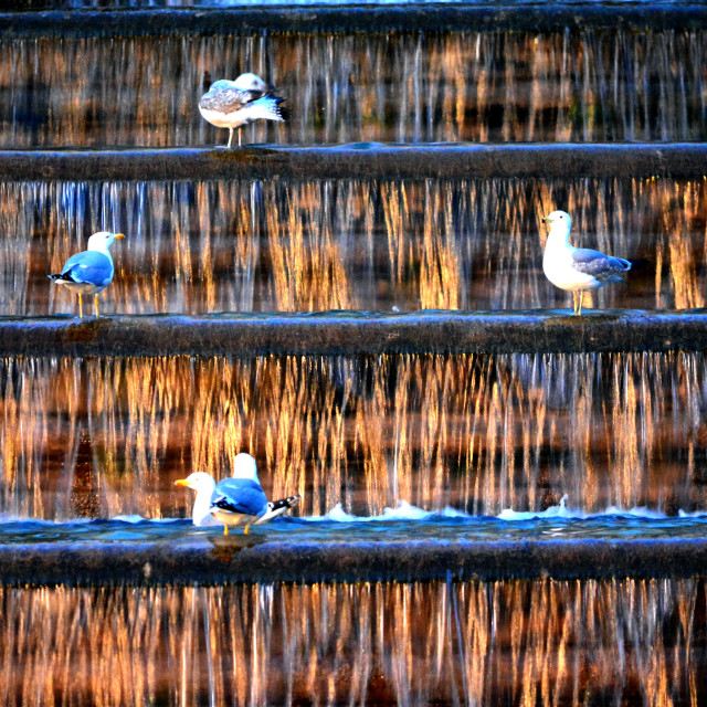 "Seagulls in floors" by Amit Mendelsohn - $48.79 "Seagulls in floors" stock image